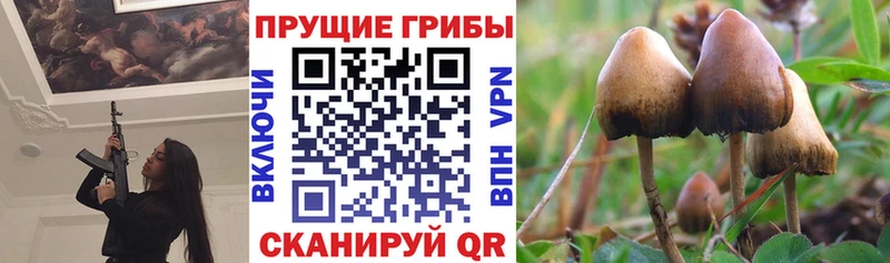 Галлюциногенные грибы Cubensis  Малаховка 